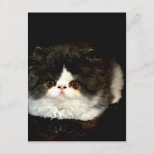 Carte Postale Kitten noir et blanc