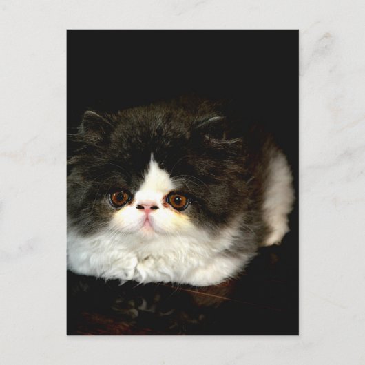 Carte Postale Kitten noir et blanc (Devant)