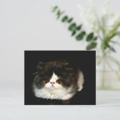 Carte Postale Kitten noir et blanc (Debout devant)