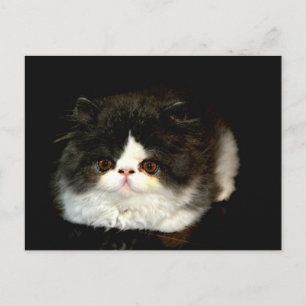 Carte Postale Kitten noir et blanc