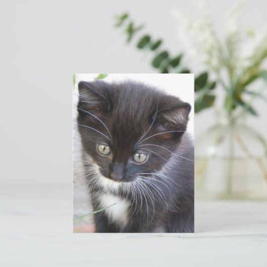 Carte Postale Kitten noir et blanc (Debout devant)