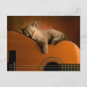 carte postale kitten-on-guitare
