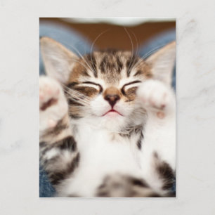 Carte Postale Kitten On My Lap