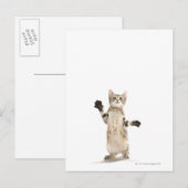 Carte Postale Kitten on White Background (Devant / Derrière)