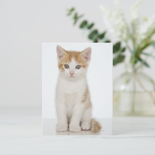 Carte Postale Kitten orange et blanc (Debout devant)