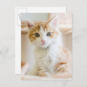 Carte Postale Kitten orange et blanc (Devant / Derrière)