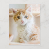 Carte Postale Kitten orange et blanc (Devant)