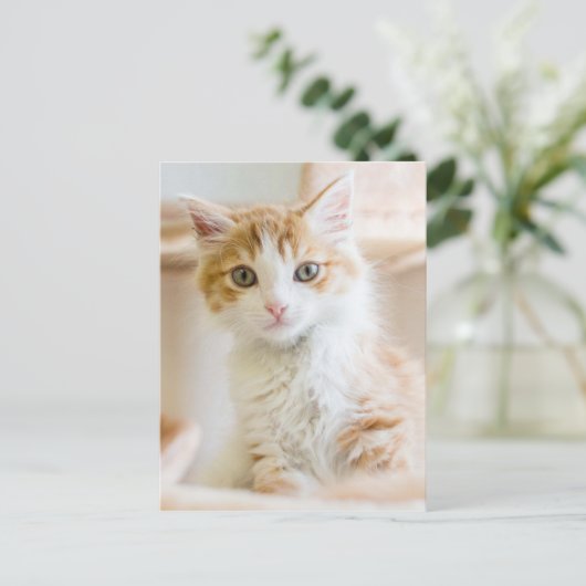 Carte Postale Kitten orange et blanc (Debout devant)