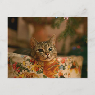 Carte Postale Kitten peeking behind the Christmas tree