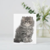 Carte Postale Kitten persan (2 mois) assis (Debout devant)