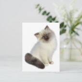 Carte Postale Kitten perse (Debout devant)