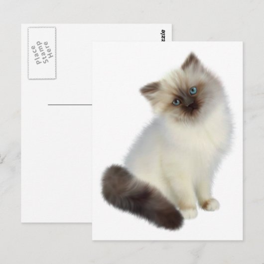 Carte Postale Kitten perse (Devant / Derrière)