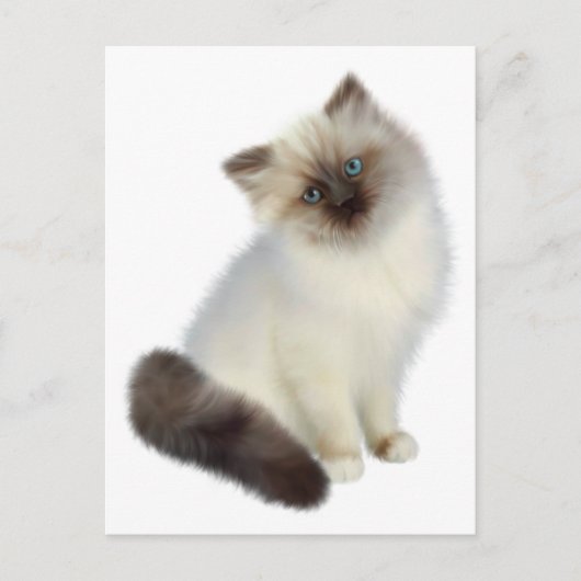 Carte Postale Kitten perse (Devant)