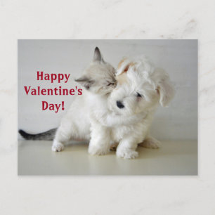 Carte Postale Kitten Puppy Valentine's Day