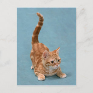 Carte Postale Kitten rebondissant