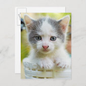 Carte Postale Kitten Ride Un Vélo (Devant / Derrière)