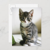 Carte Postale Kitten Stare (Devant / Derrière)