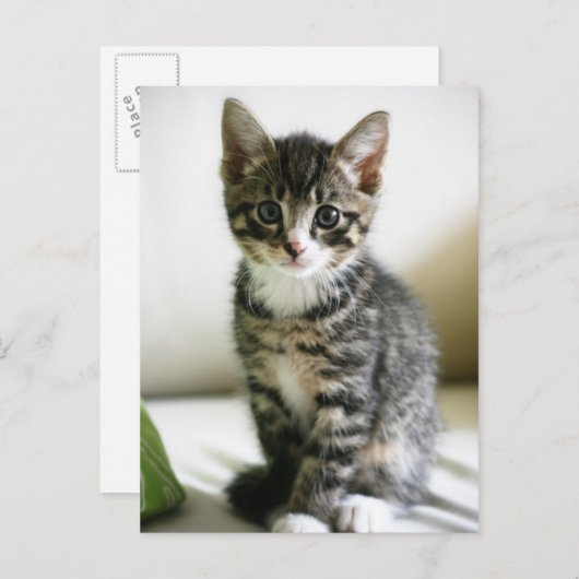 Carte Postale Kitten Stare (Devant / Derrière)
