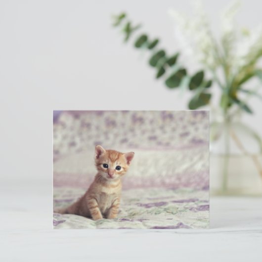 Carte Postale Kitten Tiny Ginger (Debout devant)
