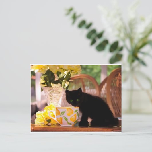 Carte Postale Kitten vert (Debout devant)