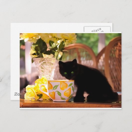 Carte Postale Kitten vert (Devant / Derrière)