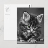 Carte Postale Kitten vert (Devant / Derrière)