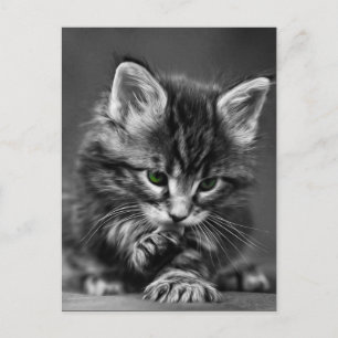 Carte Postale Kitten vert