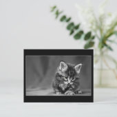 Carte Postale Kitten vert (Debout devant)
