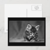 Carte Postale Kitten vert (Devant / Derrière)