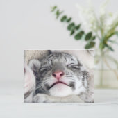 Carte Postale Kitten White (Debout devant)