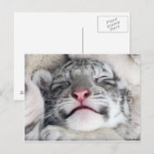 Carte Postale Kitten White (Devant / Derrière)