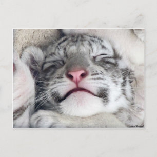 Carte Postale Kitten White