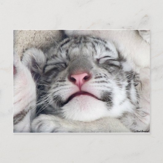Carte Postale Kitten White (Devant)