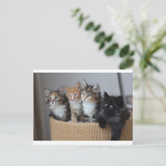 Carte postale Kittens (Debout devant)