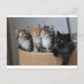 Carte postale Kittens (Devant)