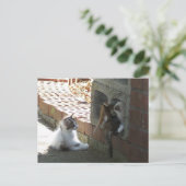 Carte postale Kittens 050 (Debout devant)