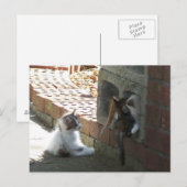 Carte postale Kittens 050 (Devant / Derrière)