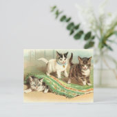 Carte Postale Kittens Cacher et rechercher (Debout devant)