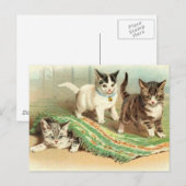 Carte Postale Kittens Cacher et rechercher (Devant / Derrière)