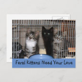 Carte postale Kittens secourue (Devant / Derrière)