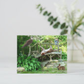 Carte postale Kittens Wildlife Friends (Debout devant)