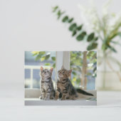 Carte Postale Kitties (Debout devant)
