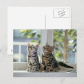 Carte Postale Kitties (Devant / Derrière)
