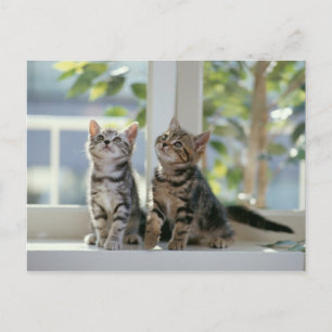 Carte Postale Kitties