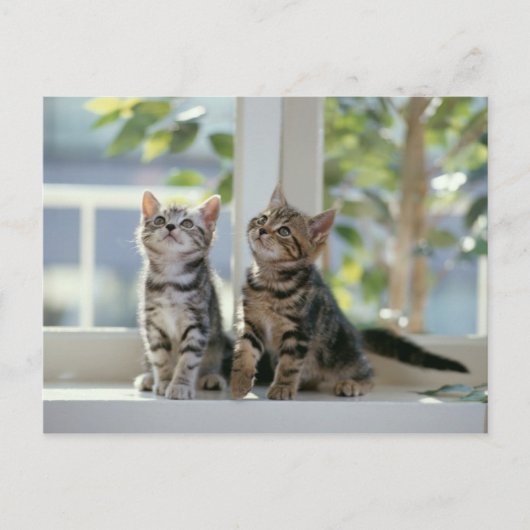 Carte Postale Kitties (Devant)