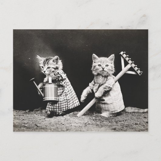 Carte Postale Kitties jardinage | Kitty avec Rake (Devant)