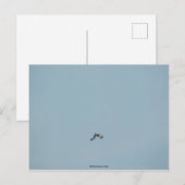 Carte Postale Kittiwake à patte noire (Devant / Derrière)