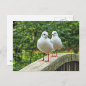 Carte postale Kittiwakes à pattes rouges (Devant / Derrière)