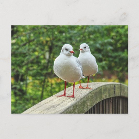 Carte postale Kittiwakes à pattes rouges (Devant)