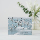 Carte Postale Kittiwakes volant (Debout devant)